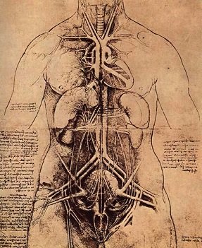 Archivo:I-Anatomia21.jpg